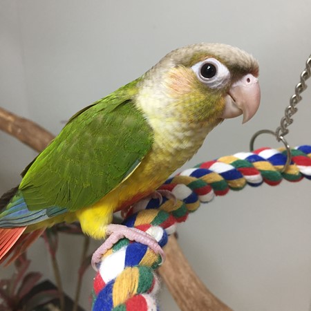 Green Cheek Conure For Sale In Arlington Heights Il