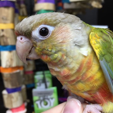 Green Cheek Conure For Sale In Arlington Heights Il