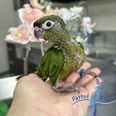 Green Cheek Conure For Sale In Arlington Heights Il