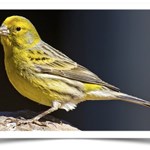 domestic canary for sale