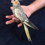 Cockatiels for Sale