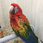 Macaws for Sale