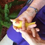 green rumped parrotlet for sale