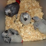 African Grey Parrots for Sale