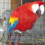 Scarlet Macaws for Sale