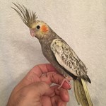 Cockatiels for Sale