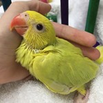 Parakeets for Sale