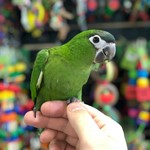Hahns Macaws for Sale - How To Provide Hahns Macaws With Foraging Opportunities