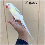 Ringneck Indian Parakeets For Sale