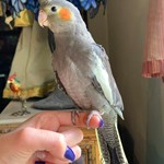 Cockatiels for Sale