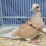 Ringneck Doves for Sale