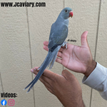 Parakeets for Sale