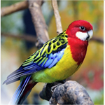 rosella bird for sale