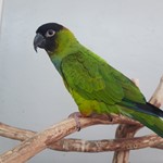 nanday parakeet price