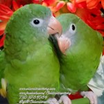 white winged parakeet for sale