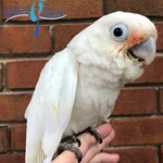 Goffin Cockatoos For Sale