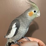 Cockatiels for Sale