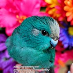 Kakarikis for Sale