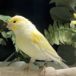 Canaries For Sale