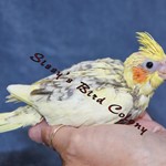 Cockatiels for Sale