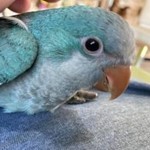 Quaker Parrots for Sale in New York