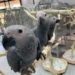 African Grey Parrots for Sale