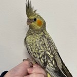 Cockatiel #196997 for sale in Webster, NY