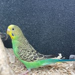 Budgerigar #196999 for sale in Webster, NY