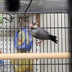 Birds for Sale