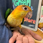 caique for sale ohio