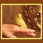 parrotlet for sale ohio