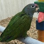 Breeders Availability :: Todd Marcus Birds Exotic , Delran, NJ