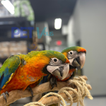 Hybrid Macaw #211682 For Sale In Miami, Fl