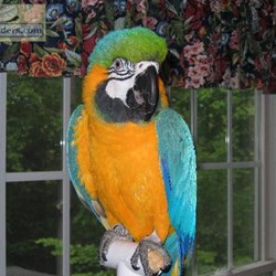 Blue and Gold Macaws for Sale