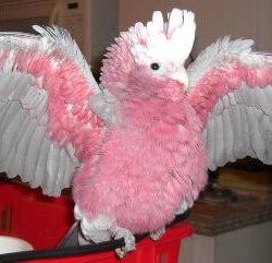 Rose Breasted Cockatoos For Sale,Pet Hedgehog Halloween Costume