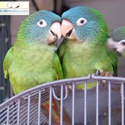 Blue Crown Conures For Sale,How To Bleach Clothes Tie Dye