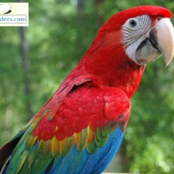 Scarlet Macaws For Sale,Cooking Ribs On Gas Grill In Foil