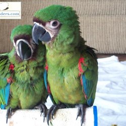 Severe Macaws For Sale,Spanish Coffee