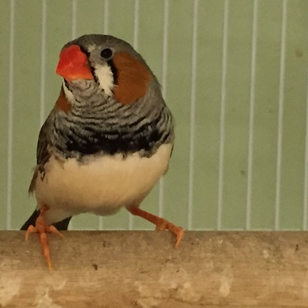 Zebra Finch #92110 for sale in Lindenhurst, NY
