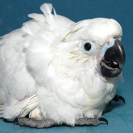 cost of umbrella cockatoo