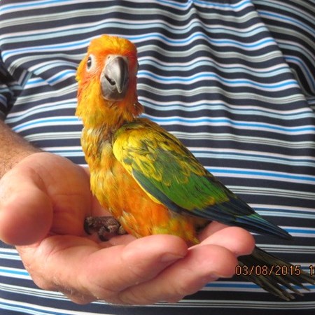 Sun Conure #93246 for sale in Miami, FL