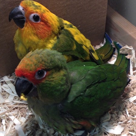 Gold Capped Conure #94981 for sale in Willoughby, OH