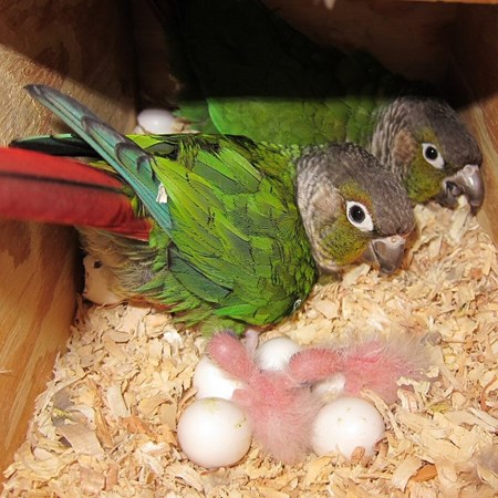 conure hatching