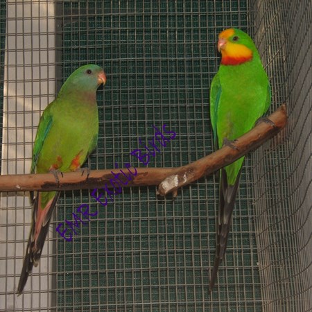 Baraband Parakeet #95743 for sale in San Diego, CA