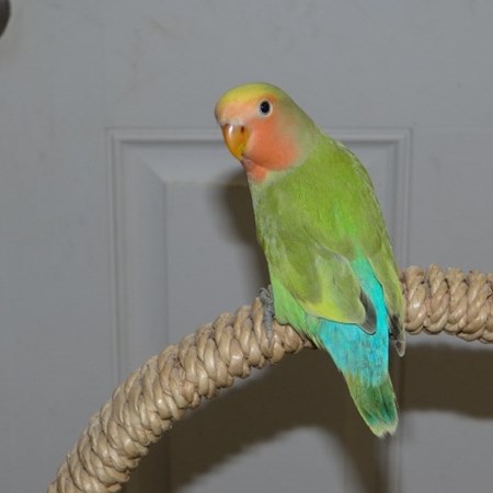 Peach Face Lovebird #98432 for sale in Pleasant Garden, NC