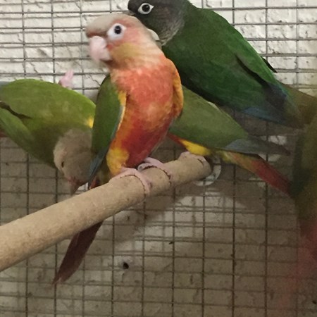 Green Cheek Conure #97199 for sale in Alb, NM
