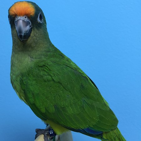 Peach Front Conure #100435 for sale in Broadview Heights, OH