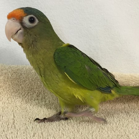 Half Moon Conure #102105 for sale in Broadview Heights, OH