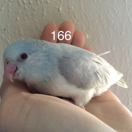 Celestial (Pacific) Parrotlet #102125 for sale in Fort Worth, TX