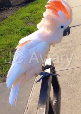 pink umbrella cockatoo for sale